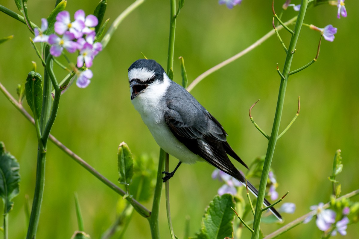Kül Rengi Minivet - ML633773578