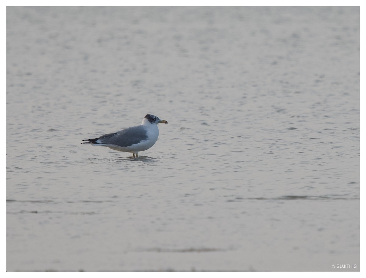 Pallas's Gull - ML633773624