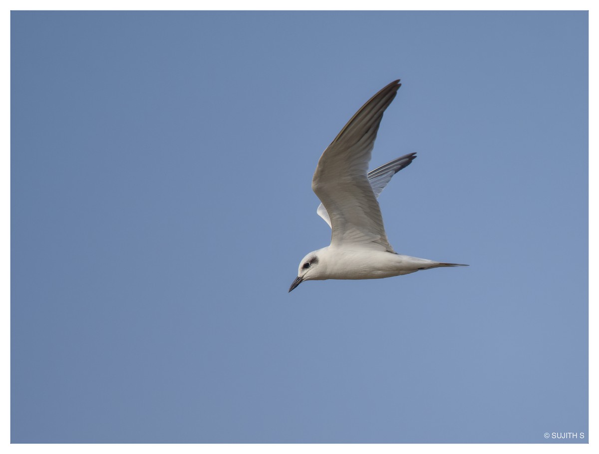 Gull-billed Tern - ML633773630
