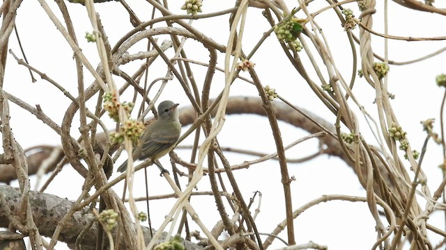 Southern Beardless-Tyrannulet - ML633773646
