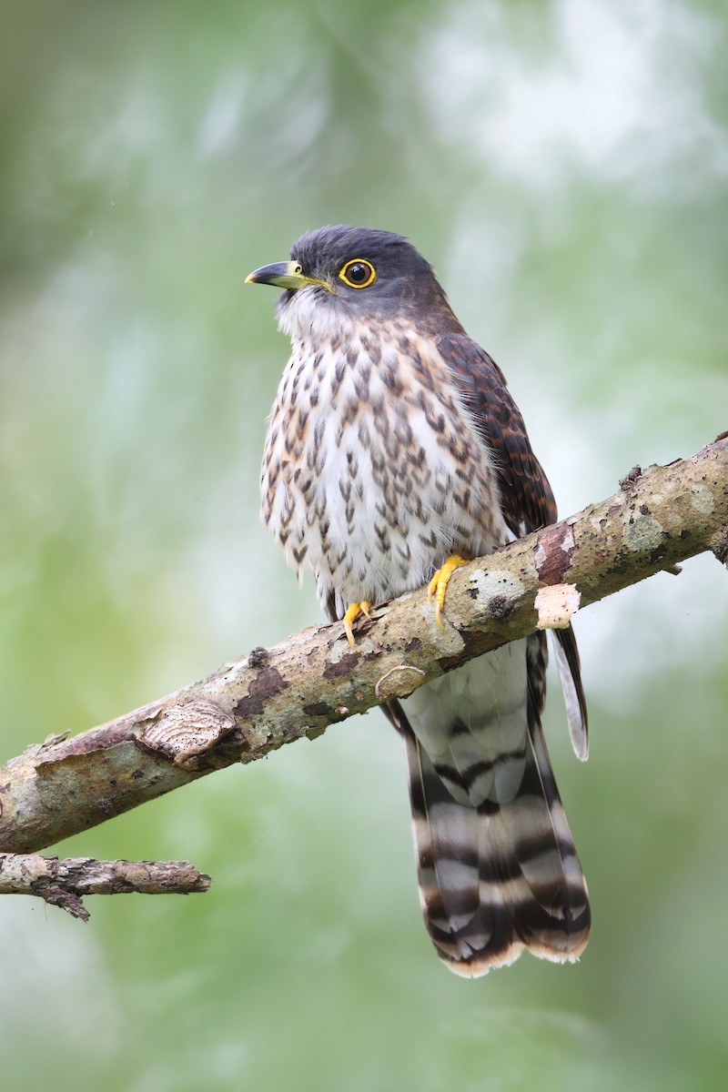 Hodgson's Hawk-Cuckoo - ML633773700