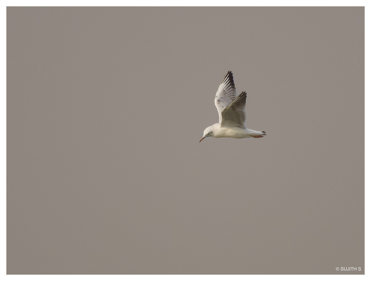 Slender-billed Gull - ML633773743