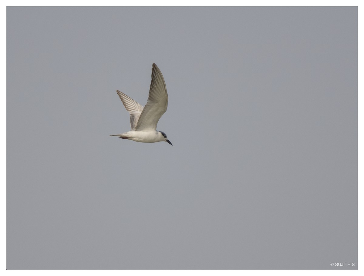 Whiskered Tern - ML633773750