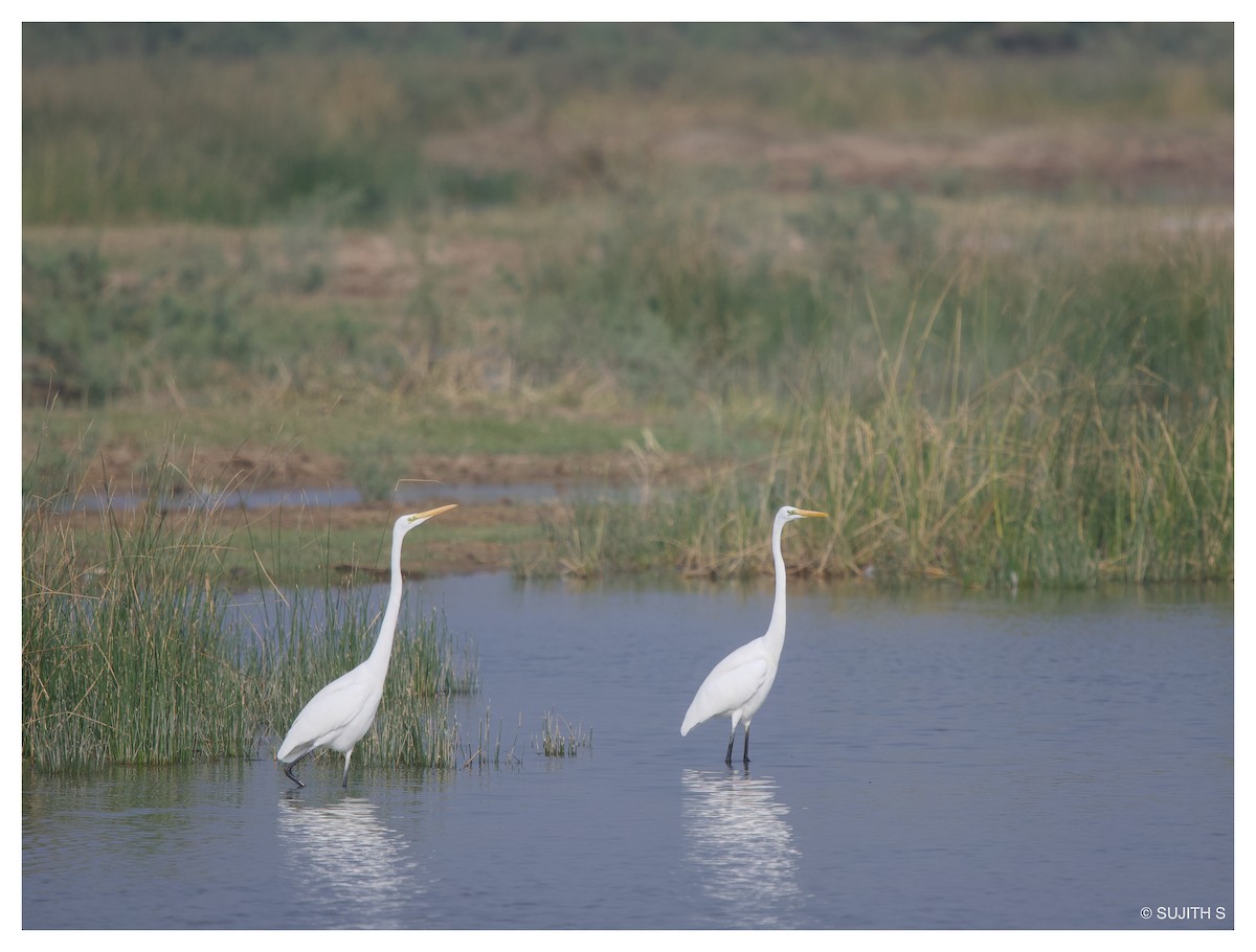 Great Egret - ML633773760