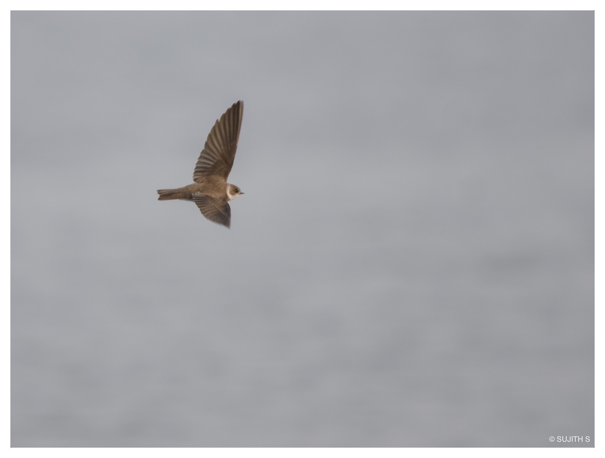 Bank Swallow - ML633773813