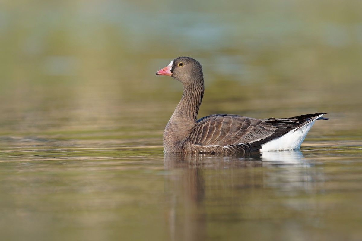 Lesser White-fronted Goose - ML633773819