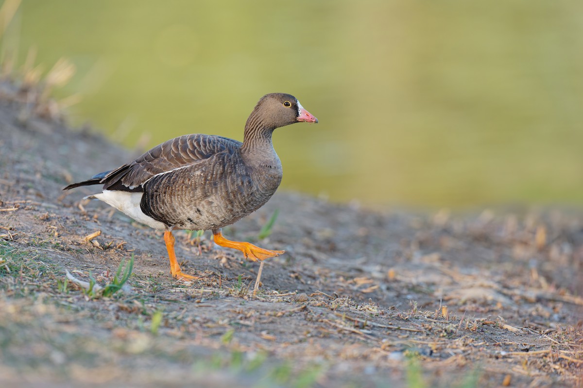Lesser White-fronted Goose - ML633773820