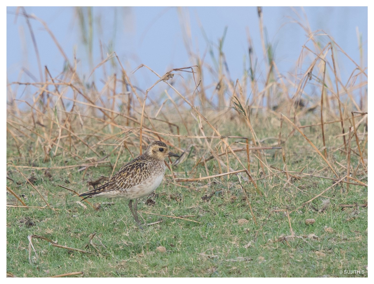Pacific Golden-Plover - ML633773846