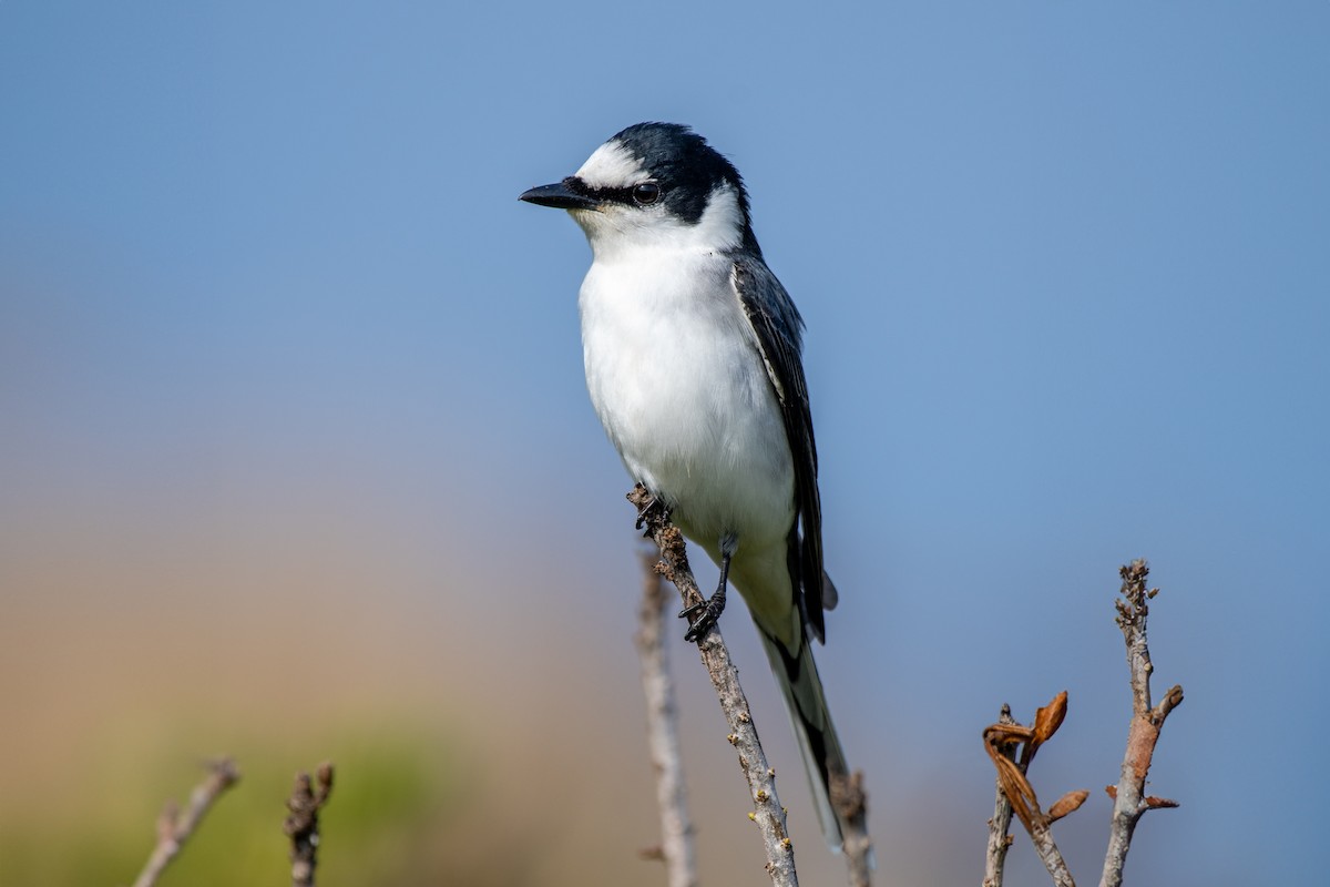Kül Rengi Minivet - ML633773854