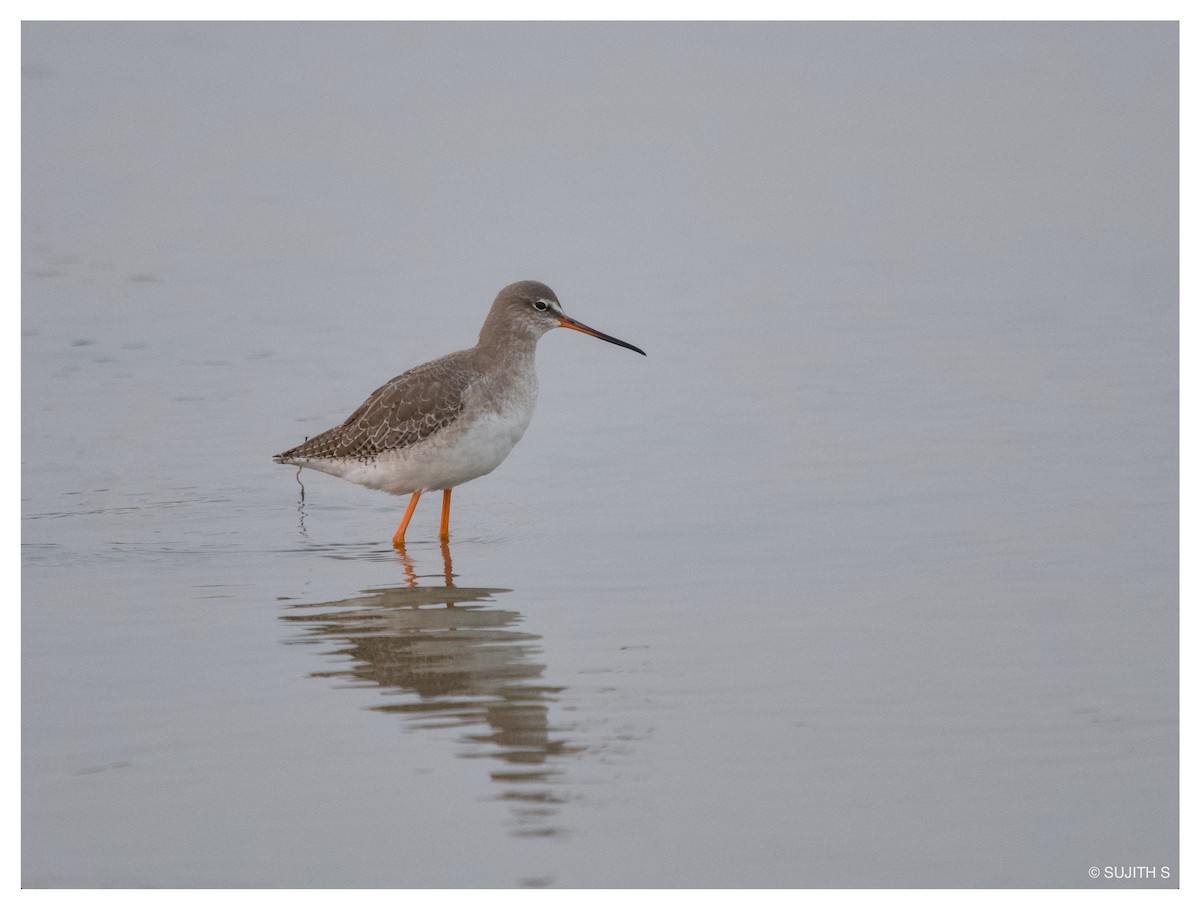 Spotted Redshank - ML633773856