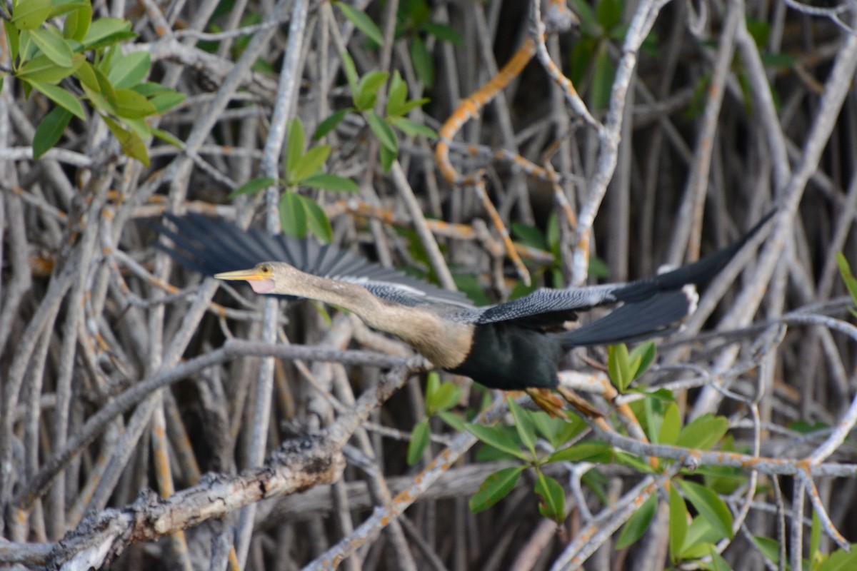 Anhinga - ML633773857