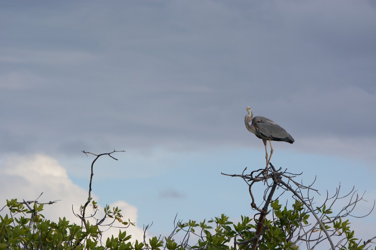 Great Blue Heron - ML633773862