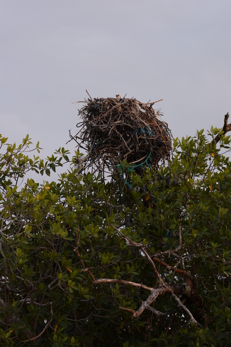 Osprey (Caribbean) - ML633773865