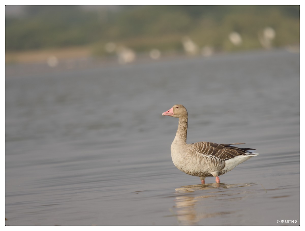 Graylag Goose - ML633773867