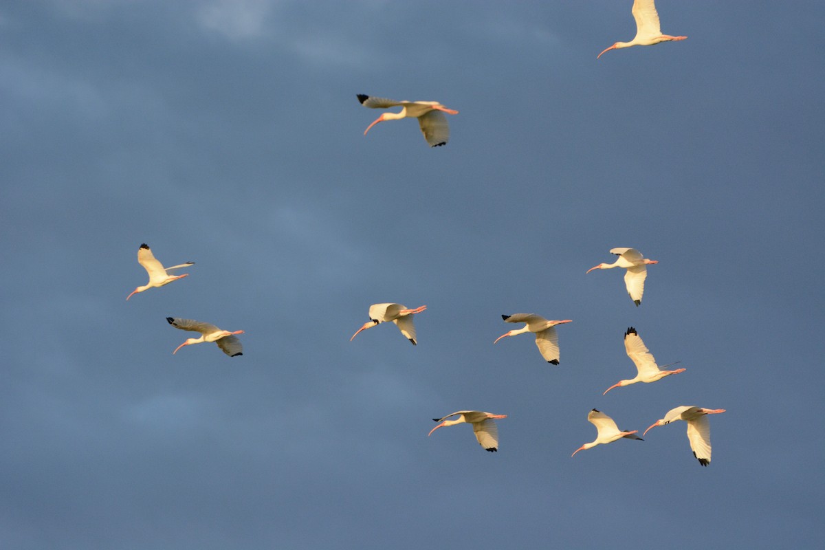 White Ibis - ML633773872