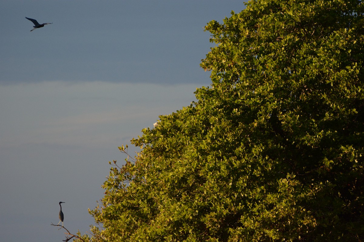 Little Blue Heron - ML633773875