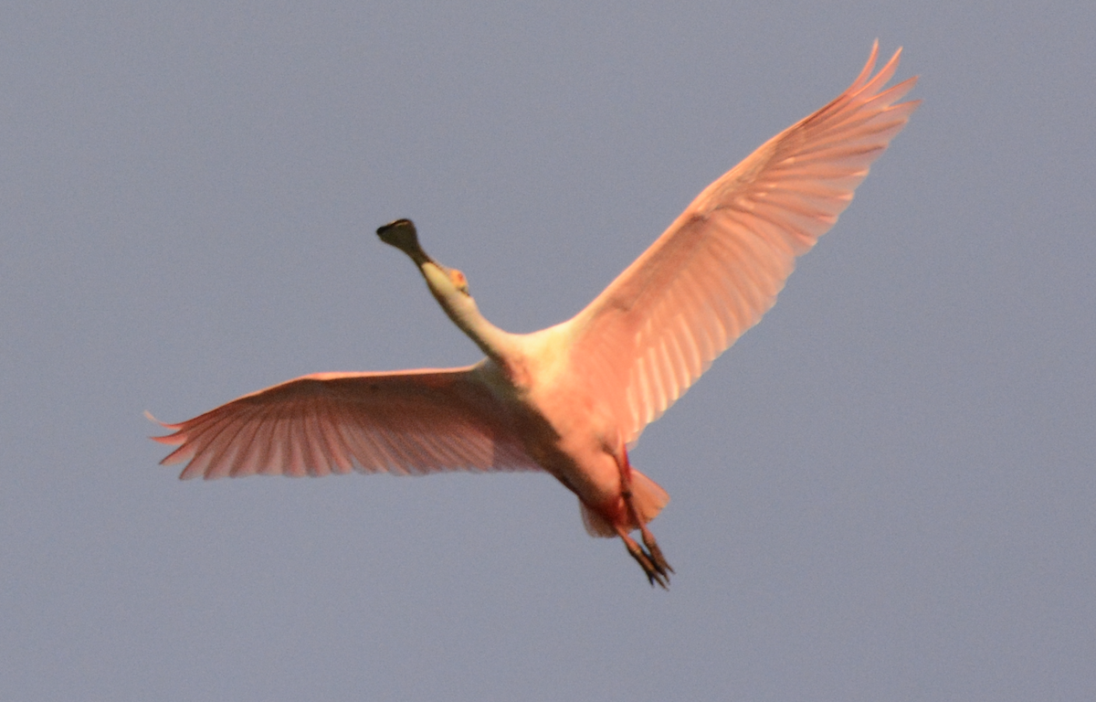 Roseate Spoonbill - ML633773885
