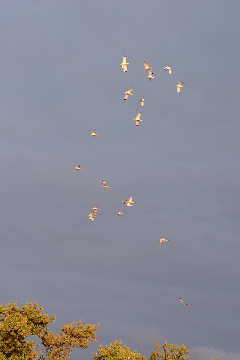 White Ibis - ML633773887