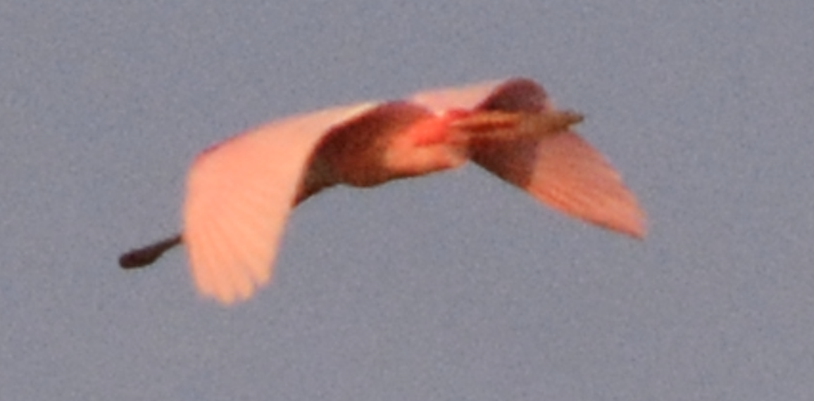 Roseate Spoonbill - ML633773893