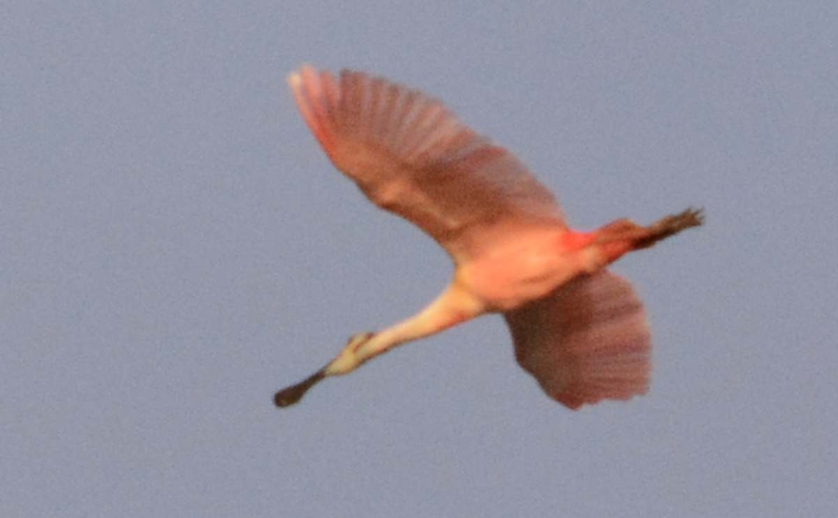 Roseate Spoonbill - ML633773898