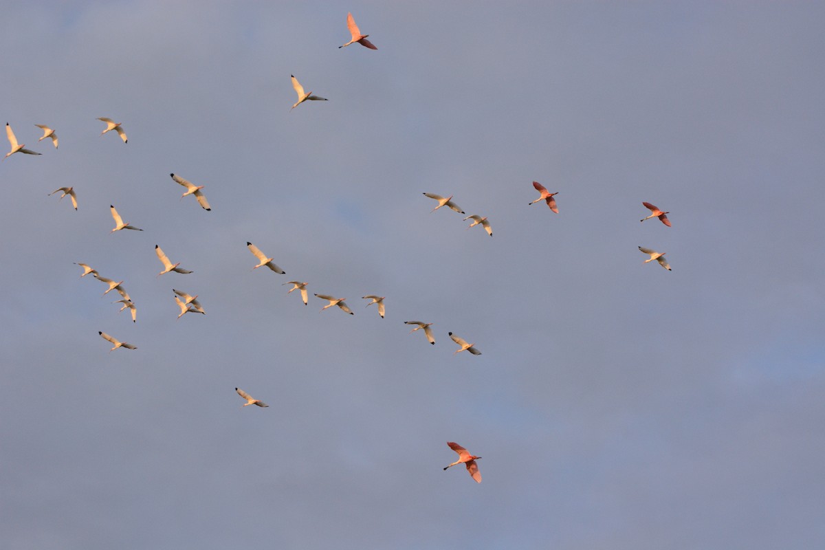 Roseate Spoonbill - ML633773903