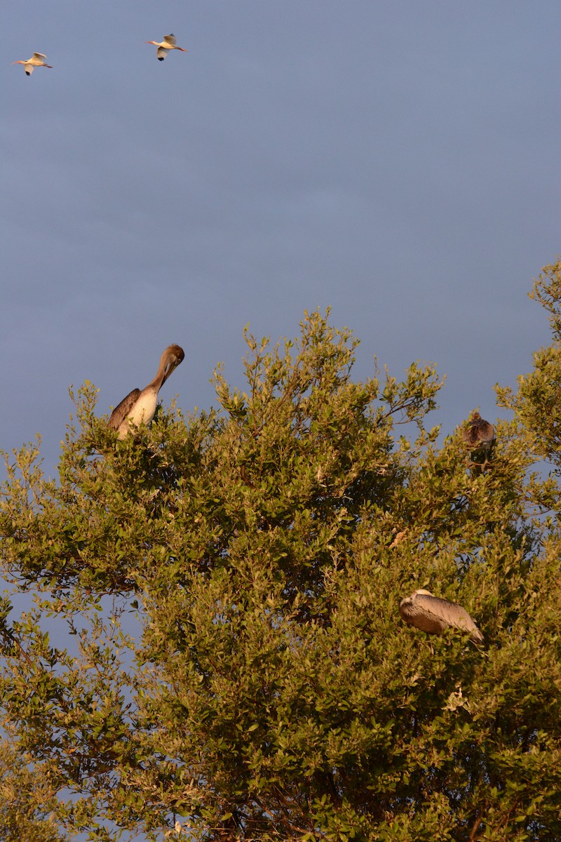 Brown Pelican - ML633773907