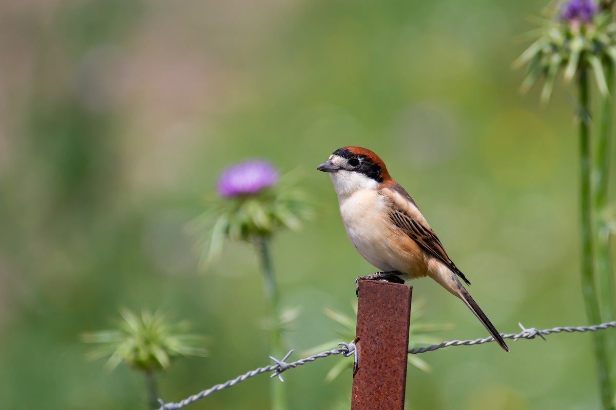 ťuhýk rudohlavý - ML633773916