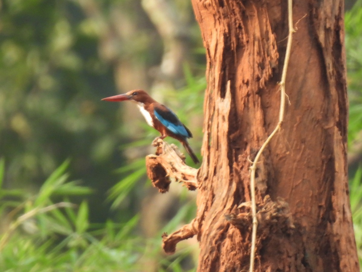 White-throated Kingfisher - Aaytu Ram Kashyap