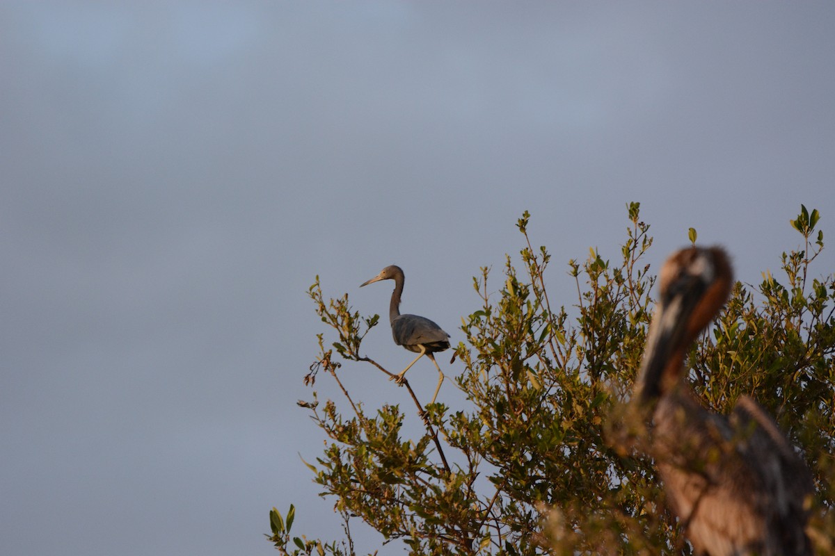 Little Blue Heron - ML633773919