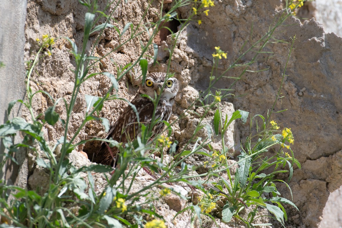 sýček obecný - ML633773920