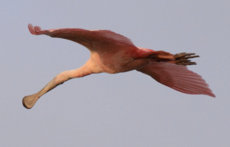 Roseate Spoonbill - ML633773924
