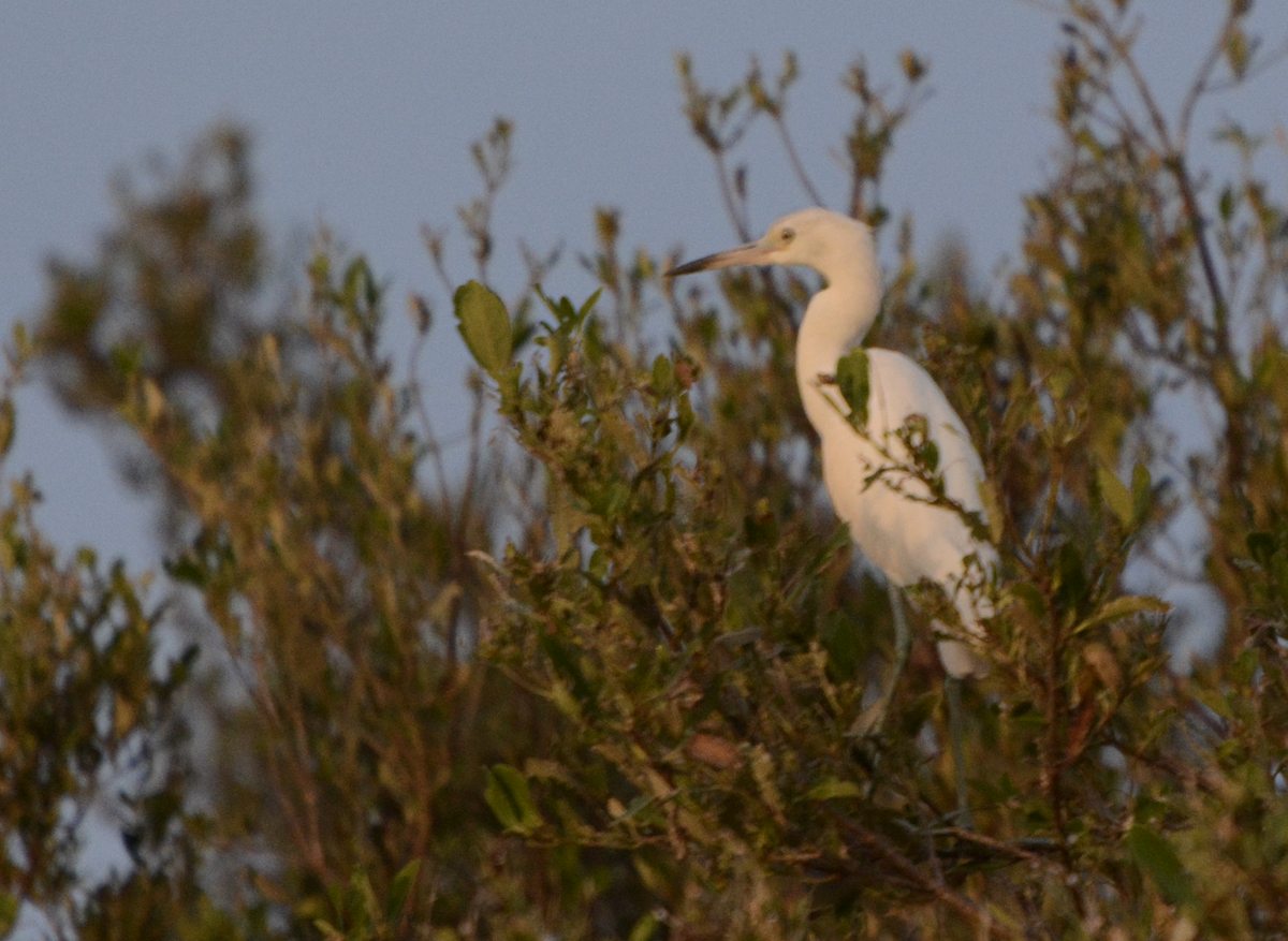 Little Blue Heron - ML633773928