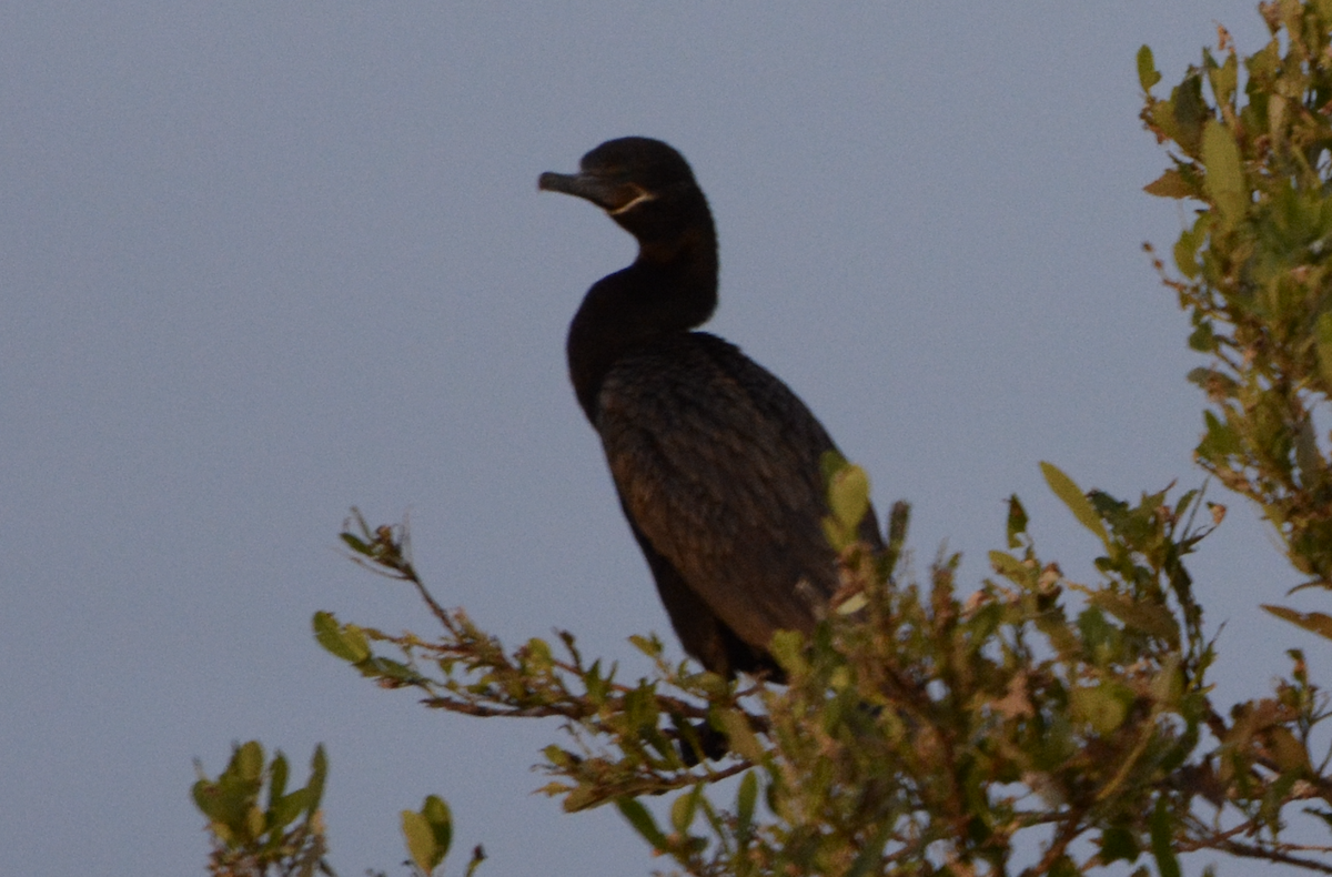 Neotropic Cormorant - ML633773960