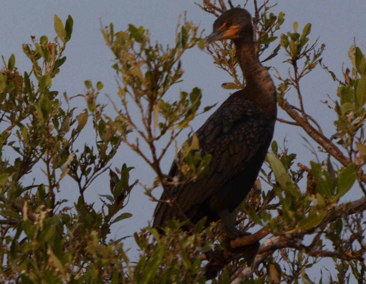 Double-crested Cormorant - ML633773963