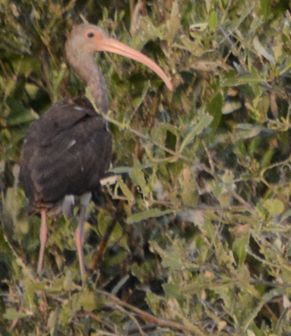 White Ibis - ML633773974