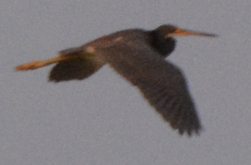 Tricolored Heron - ML633773976