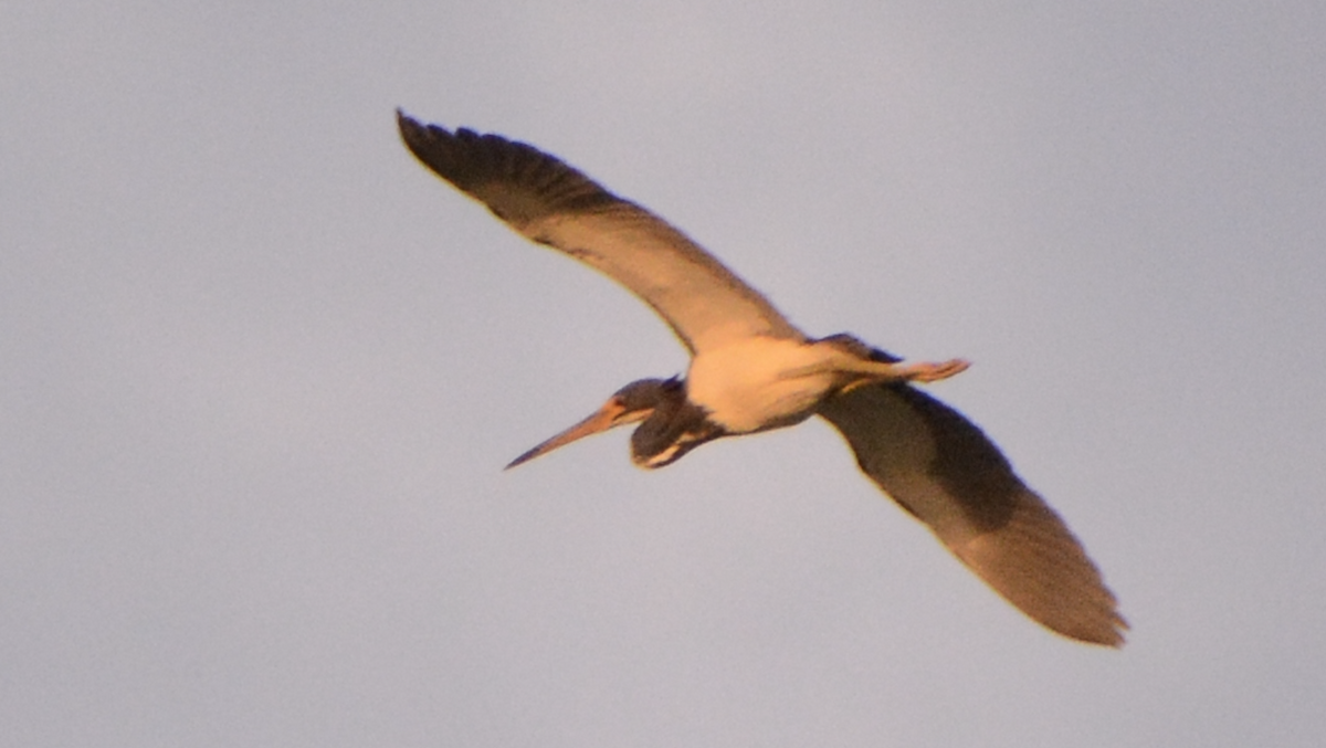 Tricolored Heron - ML633773977