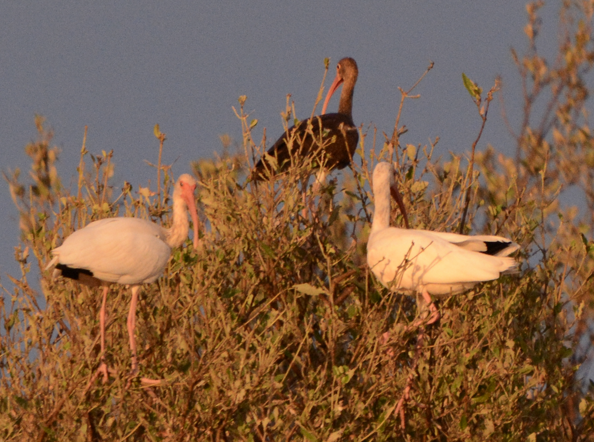 White Ibis - ML633773980
