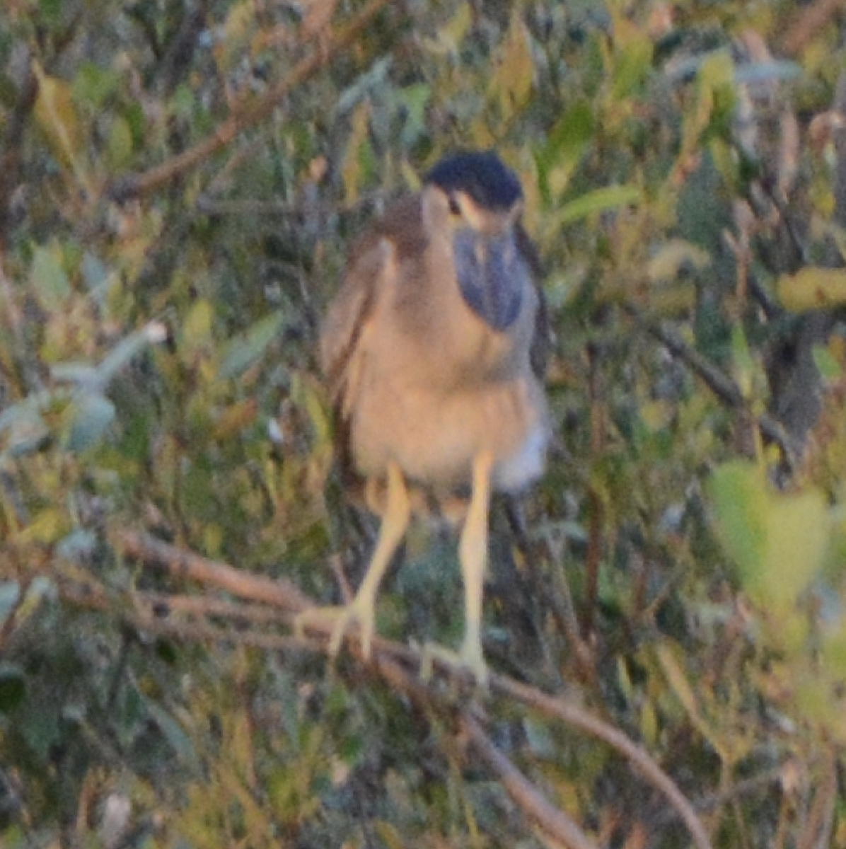 Boat-billed Heron - ML633773983