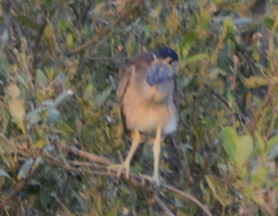 Boat-billed Heron - ML633773985