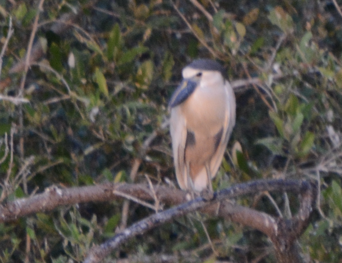 Boat-billed Heron - ML633773986