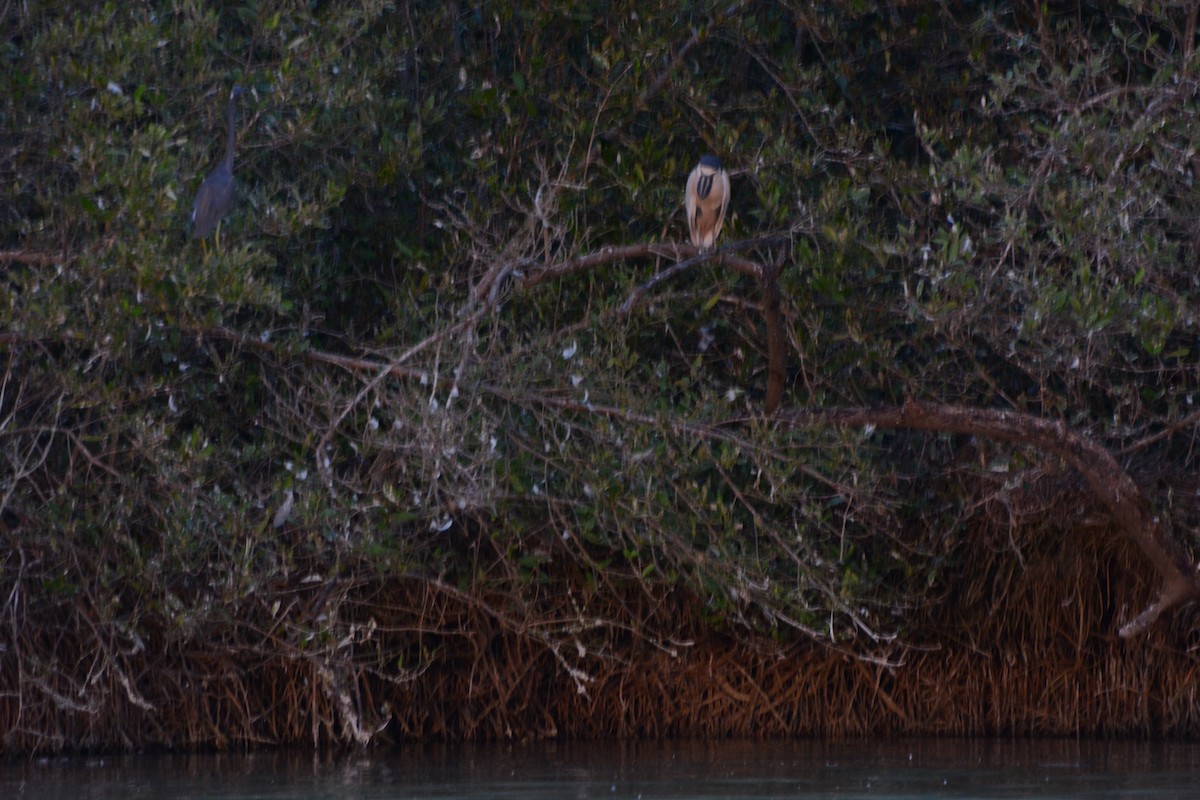 Boat-billed Heron - ML633773989