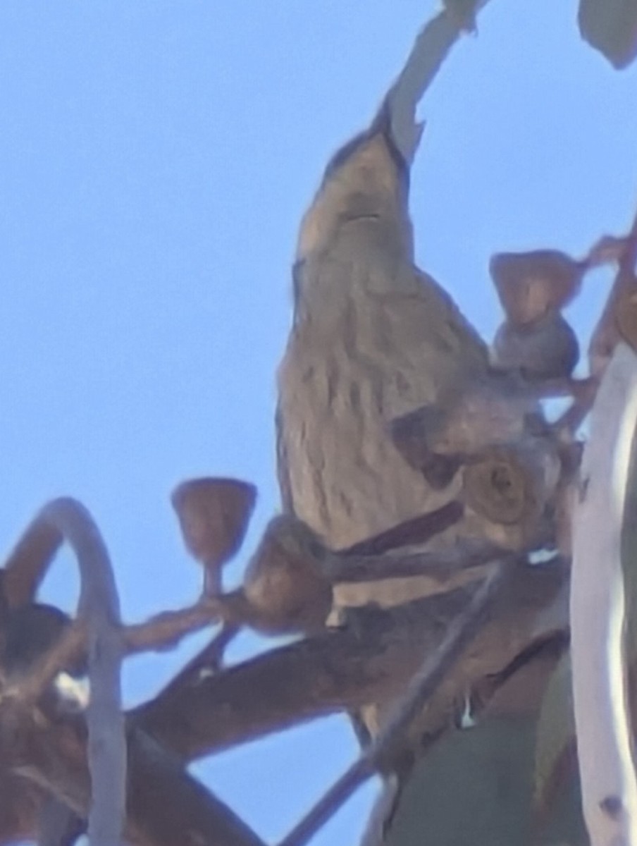 Singing Honeyeater - ML633774016