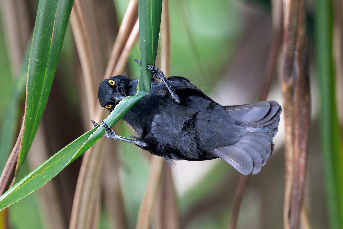 Micronesian Starling - ML633774116