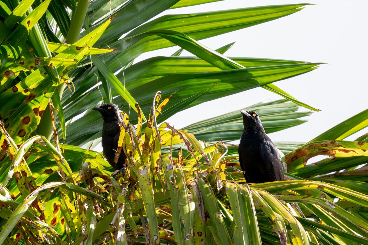 Micronesian Starling - ML633774117