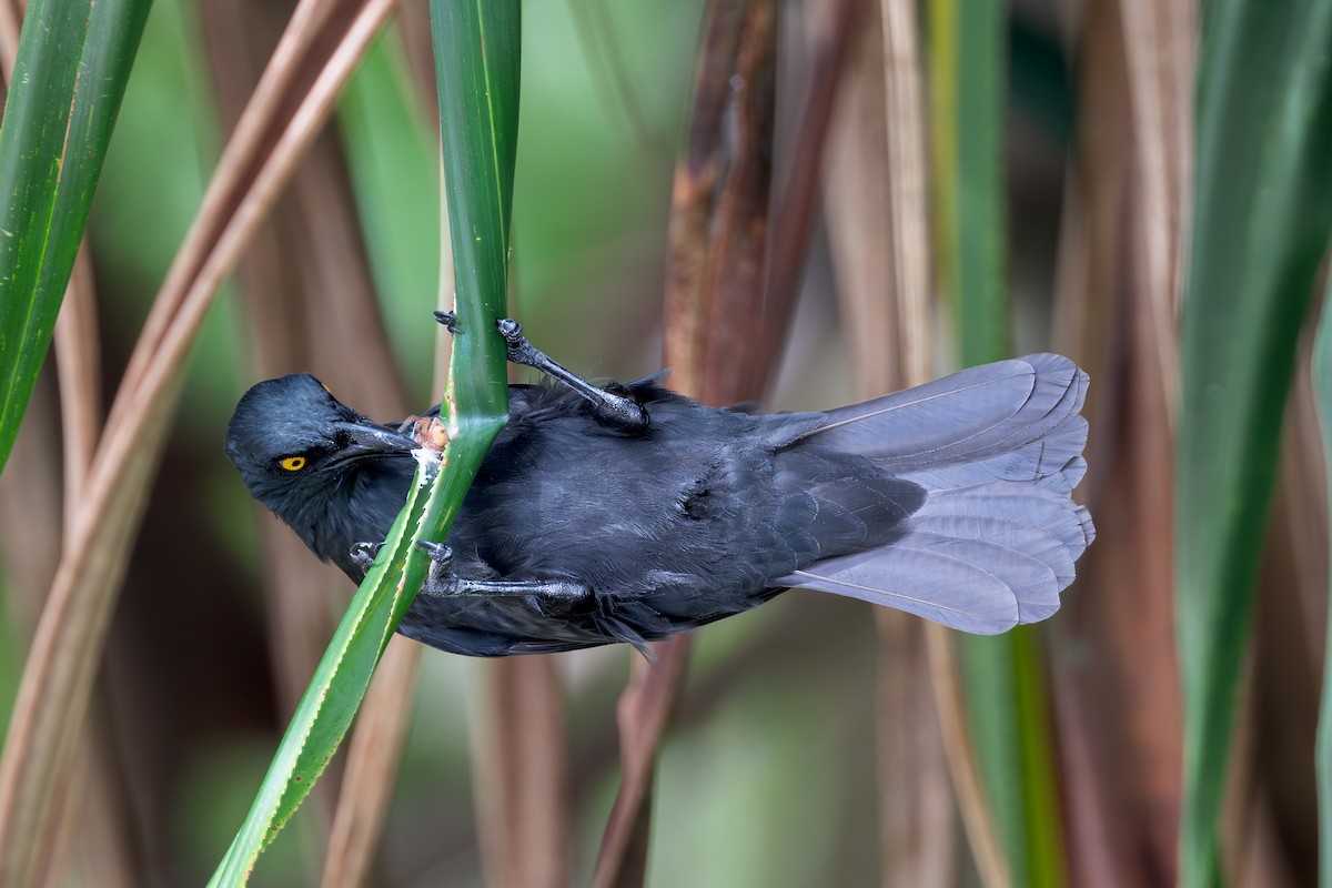 Micronesian Starling - ML633774118