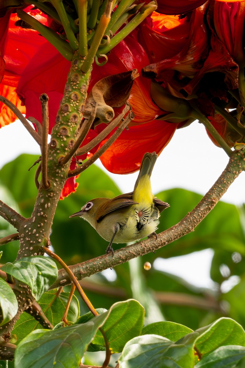 Bridled White-eye - ML633774119