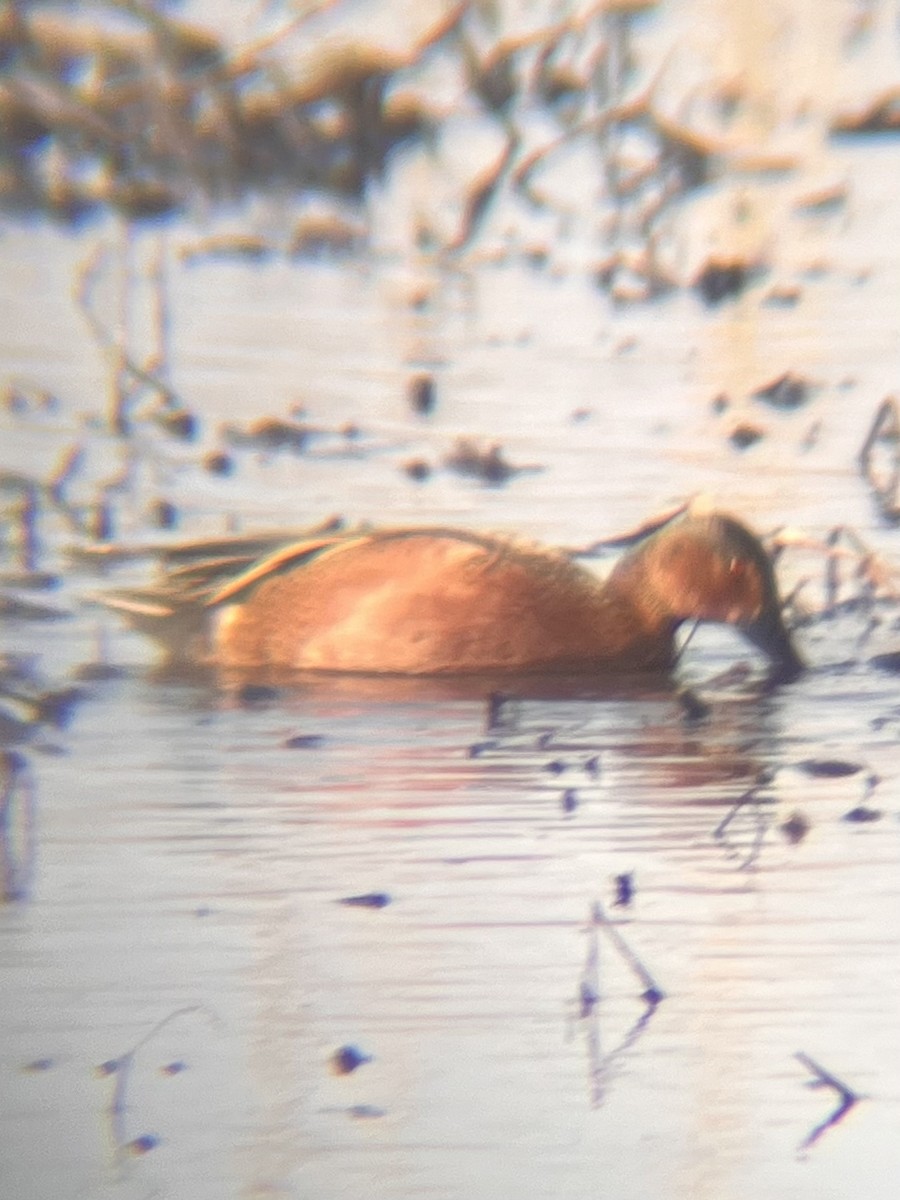 Blue-winged x Cinnamon Teal (hybrid) - ML633774137