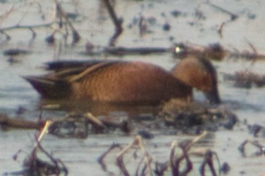 Blue-winged x Cinnamon Teal (hybrid) - ML633774140