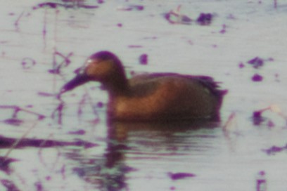 Blue-winged x Cinnamon Teal (hybrid) - ML633774141
